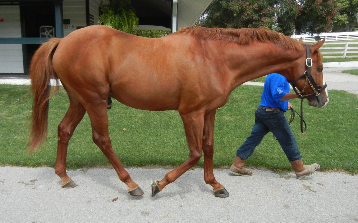 Horse_Farm_029.JPG