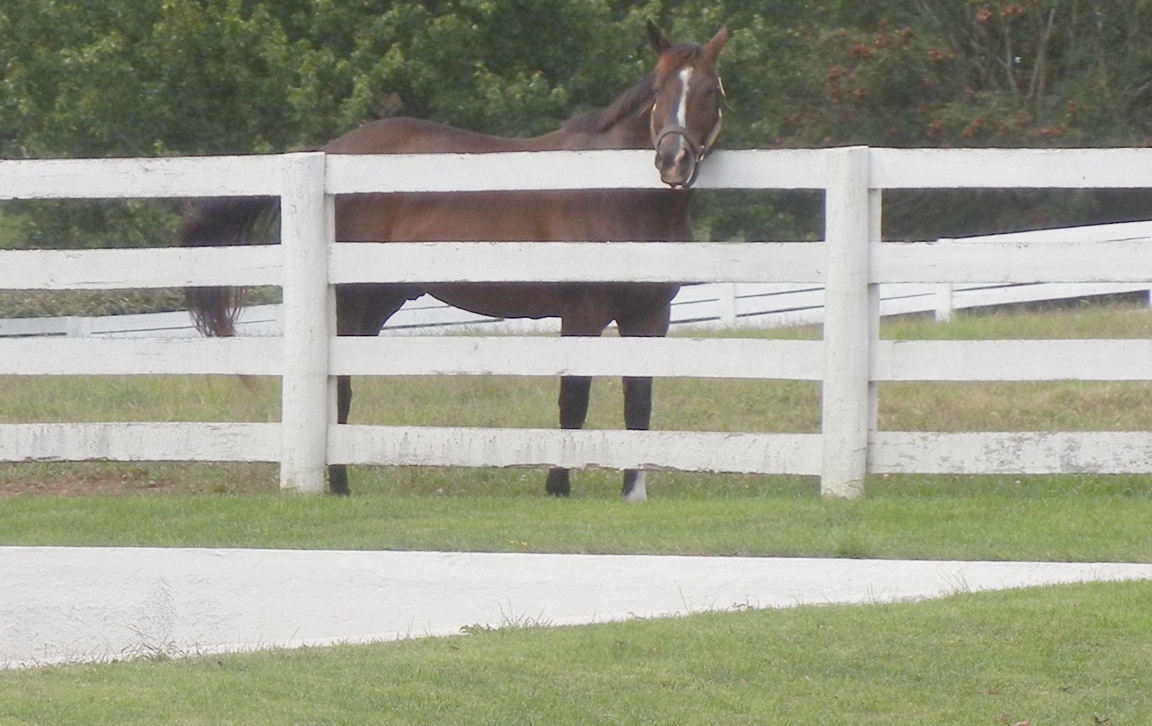 Horse_Farm_048.JPG