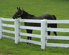 Horse_Farm_010.JPG