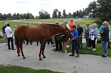 Horse_Farm_020.JPG