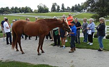Horse_Farm_021.JPG