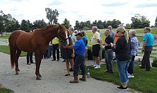 Horse_Farm_024.JPG