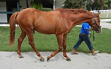 Horse_Farm_029.JPG