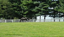 Horse_Farm_041.JPG