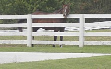 Horse_Farm_048.JPG